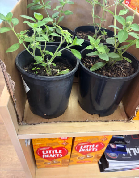 Rama Tulsi Plant