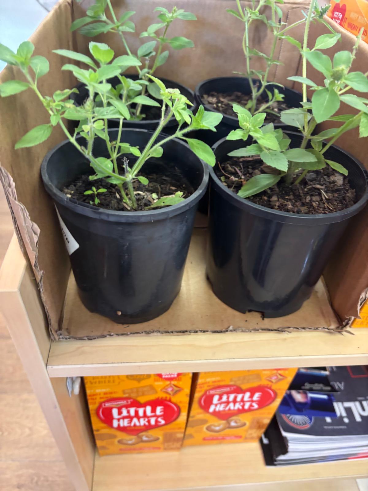 Rama Tulsi Plant