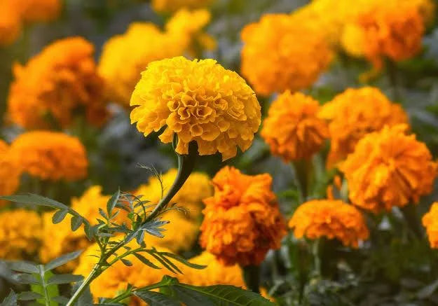 MarieGold Orange Flowers 100g